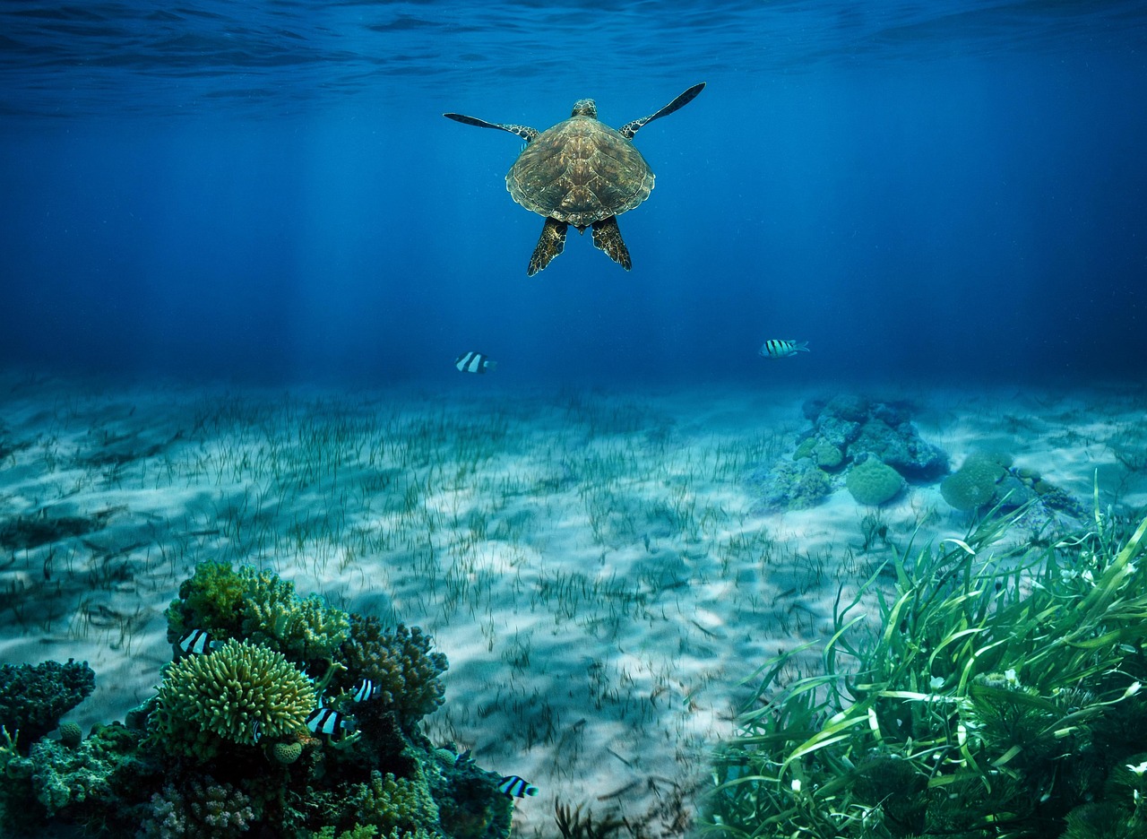 As Tartarugas de Cabo Verde Precisam do Seu Respeito — Mais Do Que das Suas Fotografias Turtles
